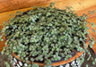 The Plant Farm® Houseplants Pilea Silver Baby Tears, 6" Plant
