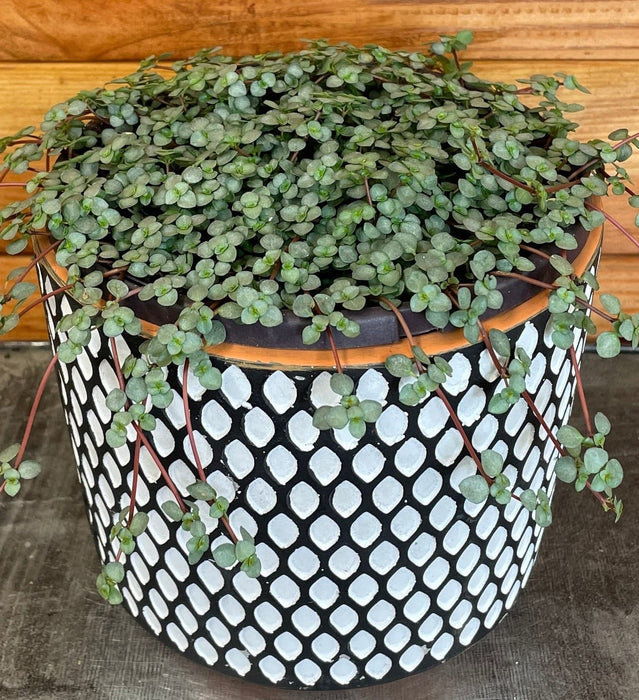 The Plant Farm® Houseplants Pilea Silver Baby Tears, 6" Plant