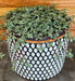 The Plant Farm® Houseplants Pilea Silver Baby Tears, 6" Plant