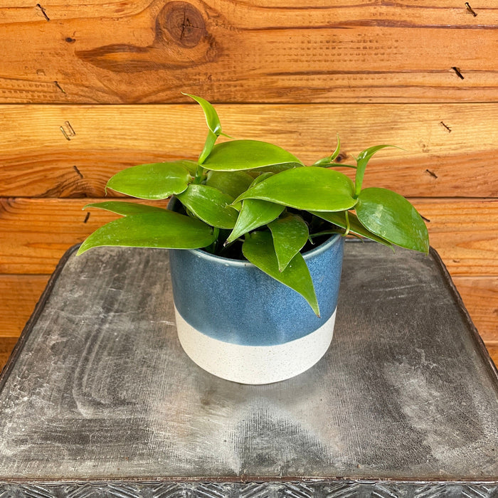 The Plant Farm® Houseplants Planifolia Vanilla Orchid, 4" Plant