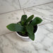 The Plant Farm® Houseplants Platycerium Netherlands Staghorn Fern, 4" Plant