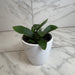 The Plant Farm® Houseplants Platycerium Netherlands Staghorn Fern, 4" Plant