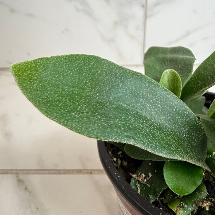 The Plant Farm® Houseplants Platycerium Netherlands Staghorn Fern, 4" Plant