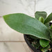 The Plant Farm® Houseplants Platycerium Netherlands Staghorn Fern, 4" Plant