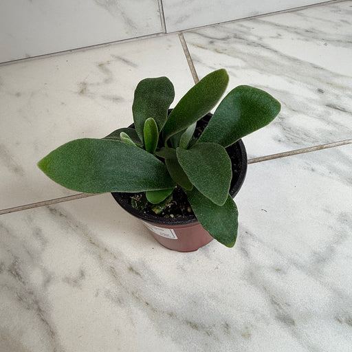 The Plant Farm® Houseplants Platycerium Netherlands Staghorn Fern, 4" Plant