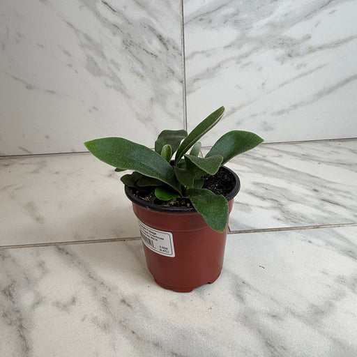 The Plant Farm® Houseplants Platycerium Netherlands Staghorn Fern, 4" Plant