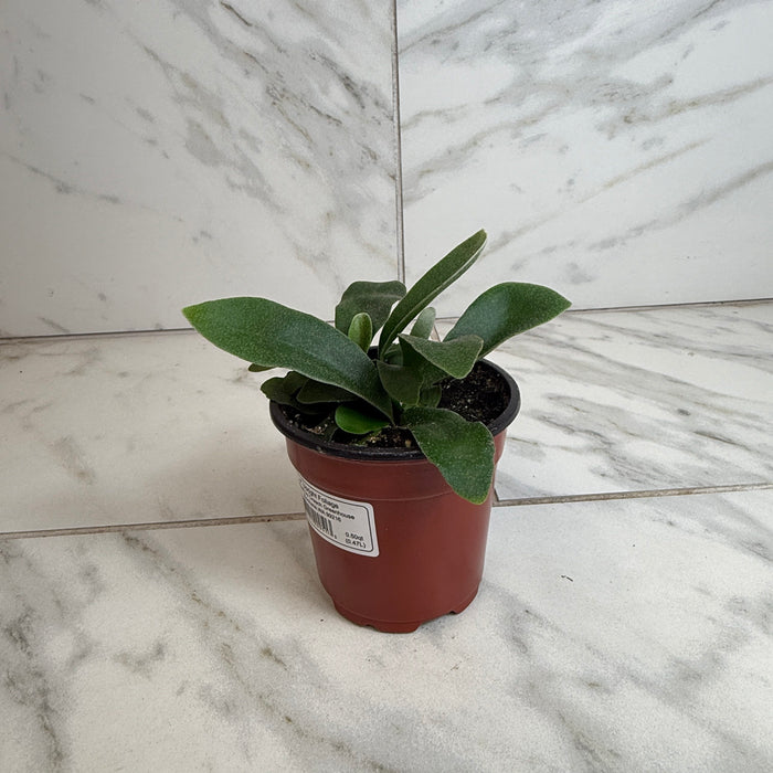 The Plant Farm® Houseplants Platycerium Netherlands Staghorn Fern, 4" Plant