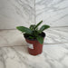 The Plant Farm® Houseplants Platycerium Netherlands Staghorn Fern, 4" Plant
