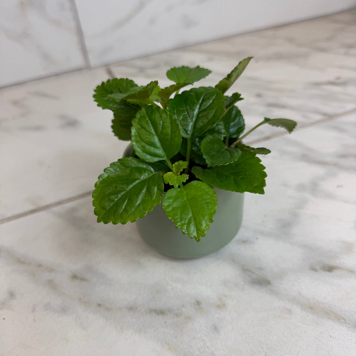 The Plant Farm® Houseplants Plectranthus Australis Wax Swedish, 2" Plant