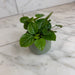 The Plant Farm® Houseplants Plectranthus Australis Wax Swedish, 2" Plant