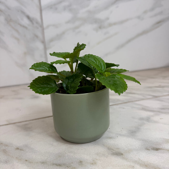The Plant Farm® Houseplants Plectranthus Australis Wax Swedish, 2" Plant