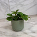 The Plant Farm® Houseplants Plectranthus Australis Wax Swedish, 2" Plant