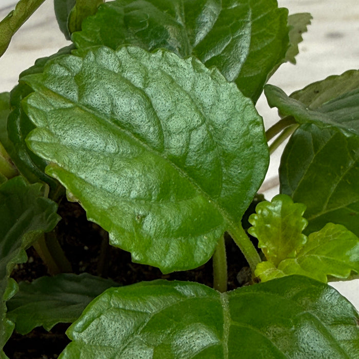 The Plant Farm® Houseplants Plectranthus Australis Wax Swedish, 2" Plant
