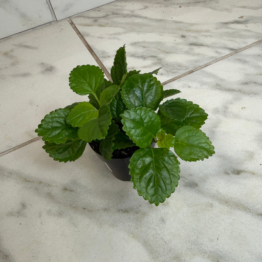 The Plant Farm® Houseplants Plectranthus Australis Wax Swedish, 2" Plant