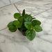 The Plant Farm® Houseplants Plectranthus Australis Wax Swedish, 2" Plant