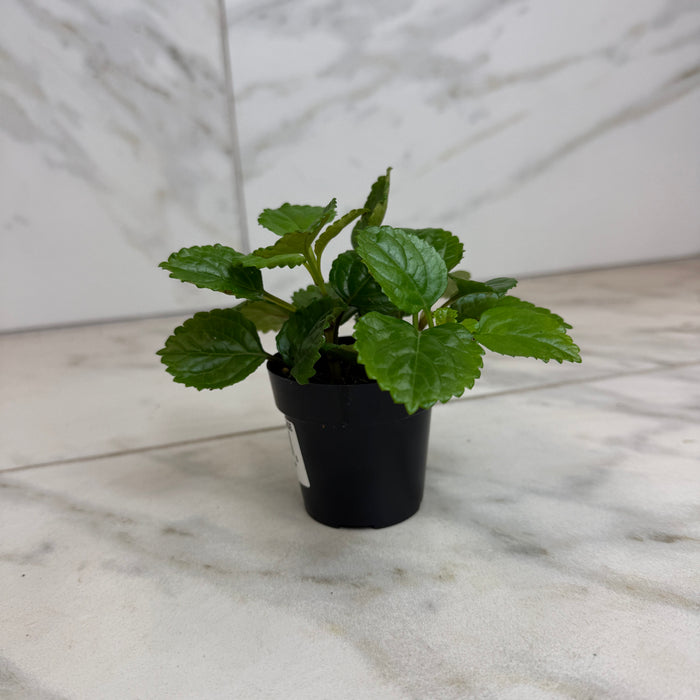 The Plant Farm® Houseplants Plectranthus Australis Wax Swedish, 2" Plant