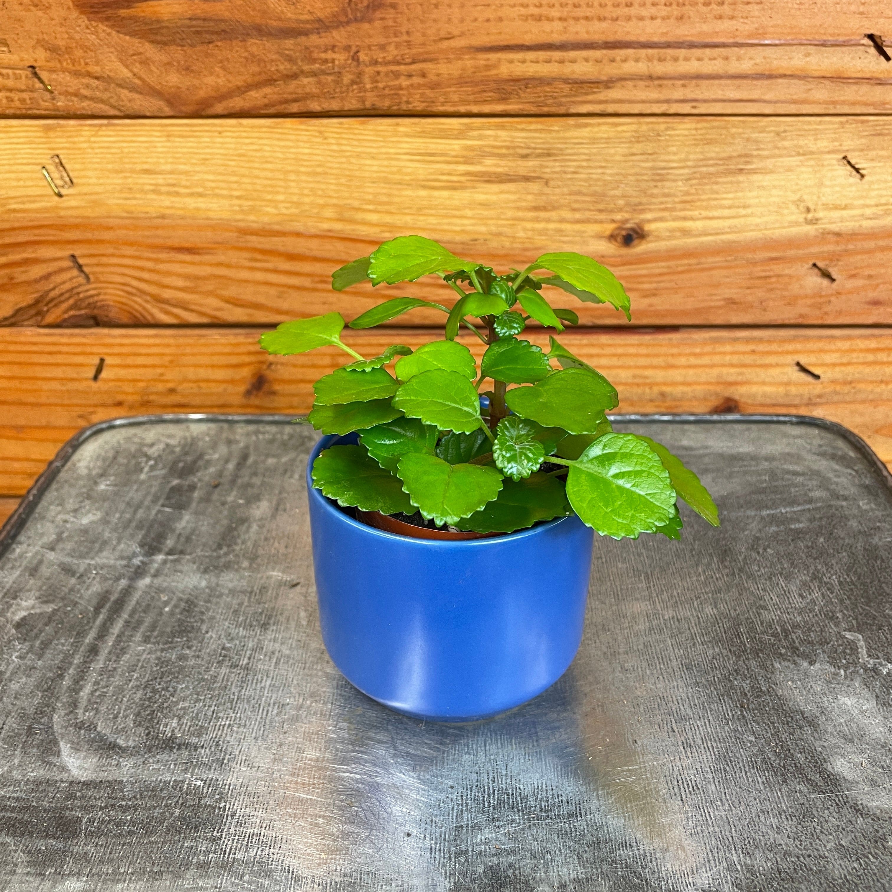 house plant waxy leaves Plectranthus Australis Wax Swedish, 2" Plant — The Plant Farm®