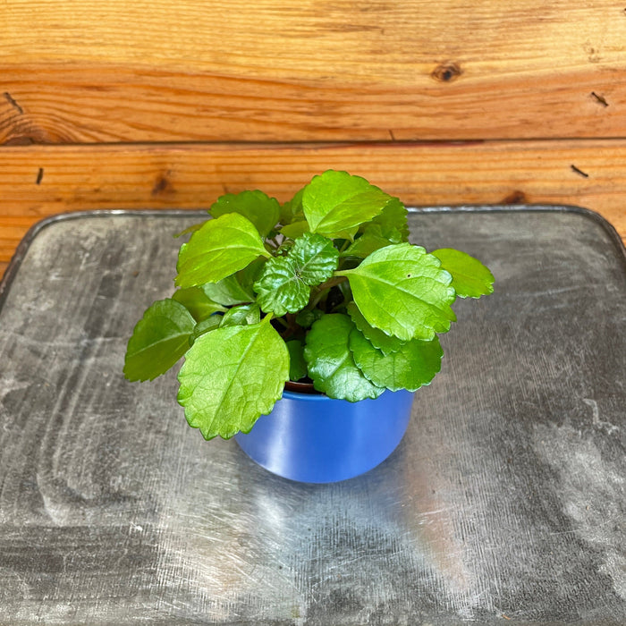swedish ivy house plant Plectranthus Australis Wax Swedish, 2" Plant — The Plant Farm®
