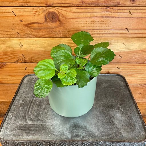 The Plant Farm® Houseplants Plectranthus Australis Wax Swedish Ivy, 4" Plant