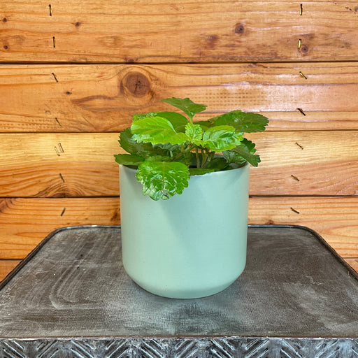 The Plant Farm® Houseplants Plectranthus Australis Wax Swedish Ivy, 4" Plant