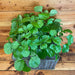 The Plant Farm® Houseplants Plectranthus Australis Wax Swedish Ivy, 6" Plant