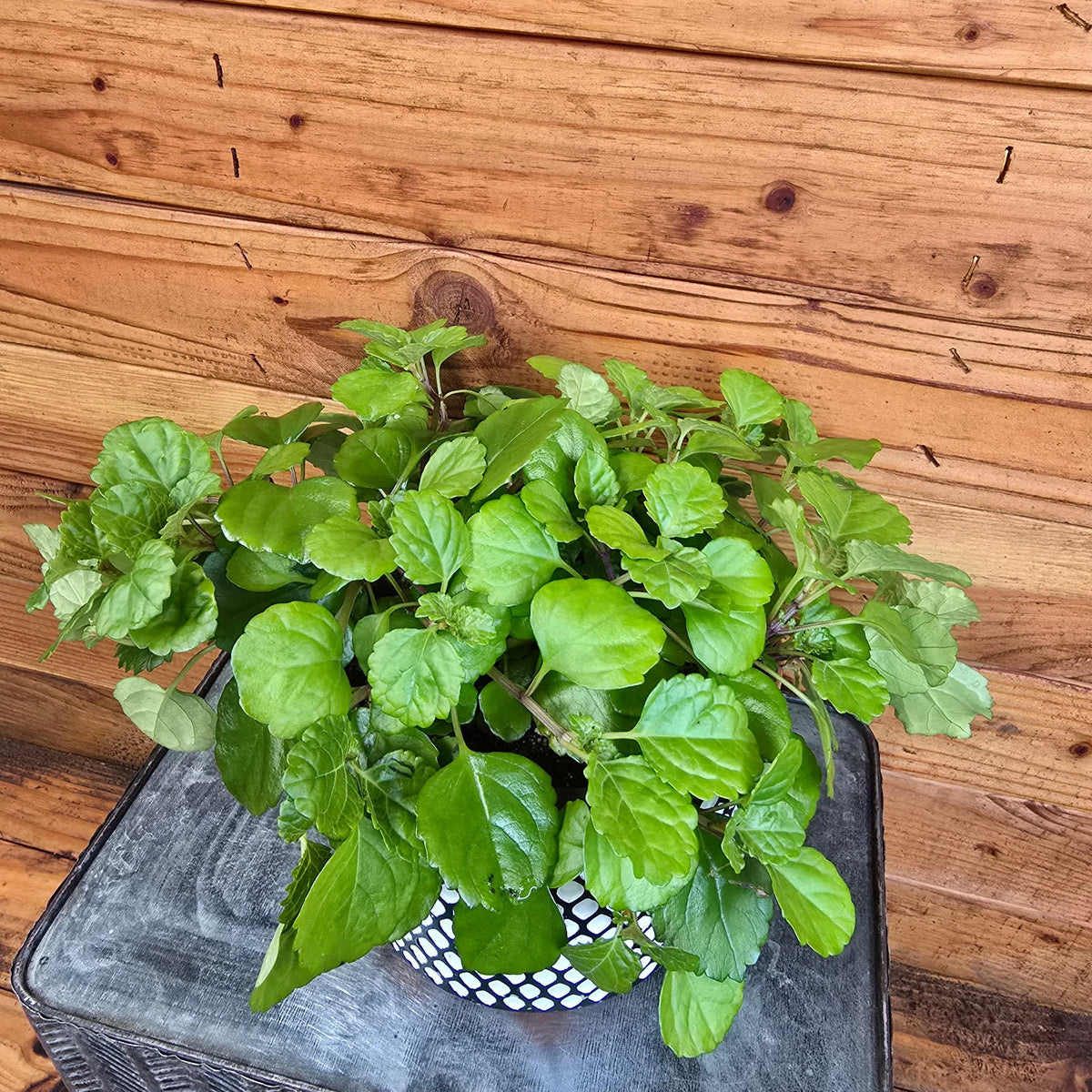 Plectranthus Australis Wax Swedish Ivy, 6