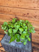 The Plant Farm® Houseplants Plectranthus Australis Wax Swedish Ivy, 6" Plant