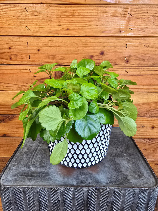 house plants waxy leaves Plectranthus Australis Wax Swedish, 6" Plant — The Plant Farm®