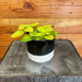 The Plant Farm® Houseplants Plectranthus Lemon Lime, 4" Plant