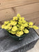 The Plant Farm® Houseplants Plectranthus Lemon Lime, Cuttings x5