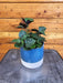 The Plant Farm® Houseplants Plectranthus Mona Lavender, 4" Plant