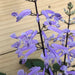 The Plant Farm® Houseplants Plectranthus Mona Lavender, 6" Plant