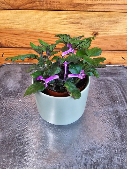 The Plant Farm® Houseplants Plectranthus Mona Lavender Pink, 2" Plant