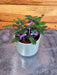 The Plant Farm® Houseplants Plectranthus Mona Lavender Pink, 2" Plant