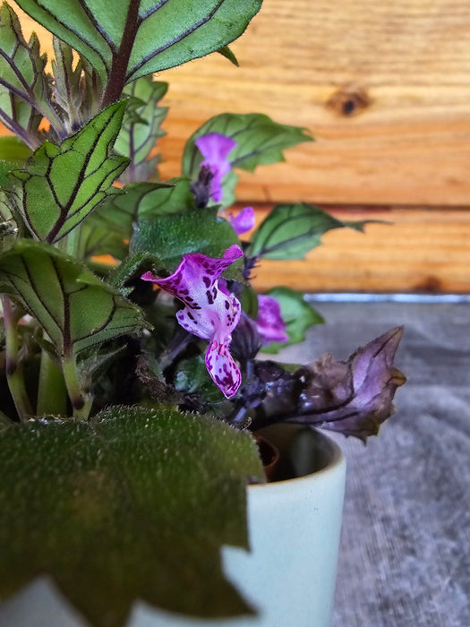 The Plant Farm® Houseplants Plectranthus Mona Lavender Pink, 2" Plant