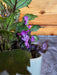 The Plant Farm® Houseplants Plectranthus Mona Lavender Pink, 2" Plant