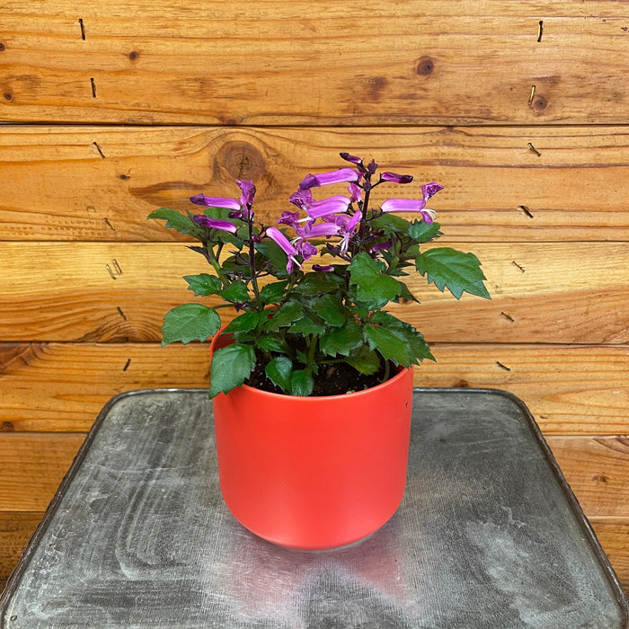 The Plant Farm® Houseplants Plectranthus Mona Lavender Pink, 4" Plant