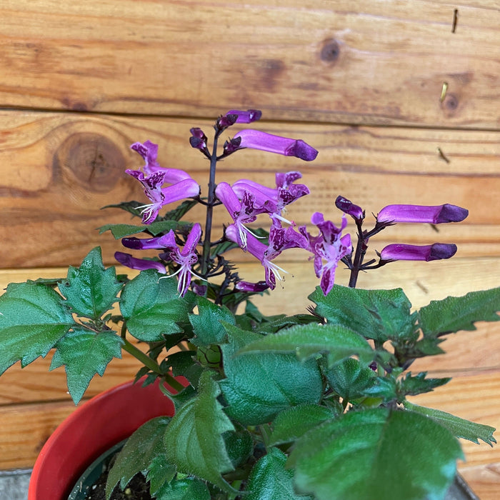 The Plant Farm® Houseplants Plectranthus Mona Lavender Pink, 4" Plant