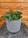 The Plant Farm® Houseplants Plectranthus Mona Lavender Pink, 6" Plant