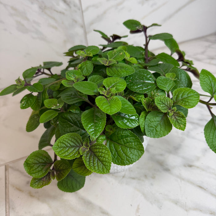 The Plant Farm® Houseplants Plectranthus Swedish Ivy Purple, 6" Plant