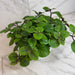 The Plant Farm® Houseplants Plectranthus Swedish Ivy Purple, 6" Plant
