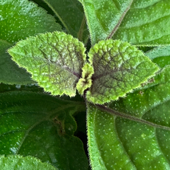 purple ivy house plant Plectranthus Swedish Purple, 6" Plant — The Plant Farm®