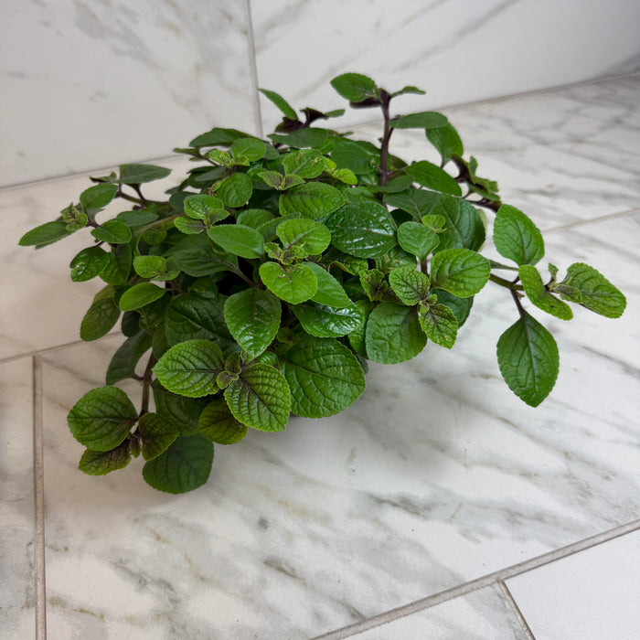 The Plant Farm® Houseplants Plectranthus Swedish Ivy Purple, 6" Plant