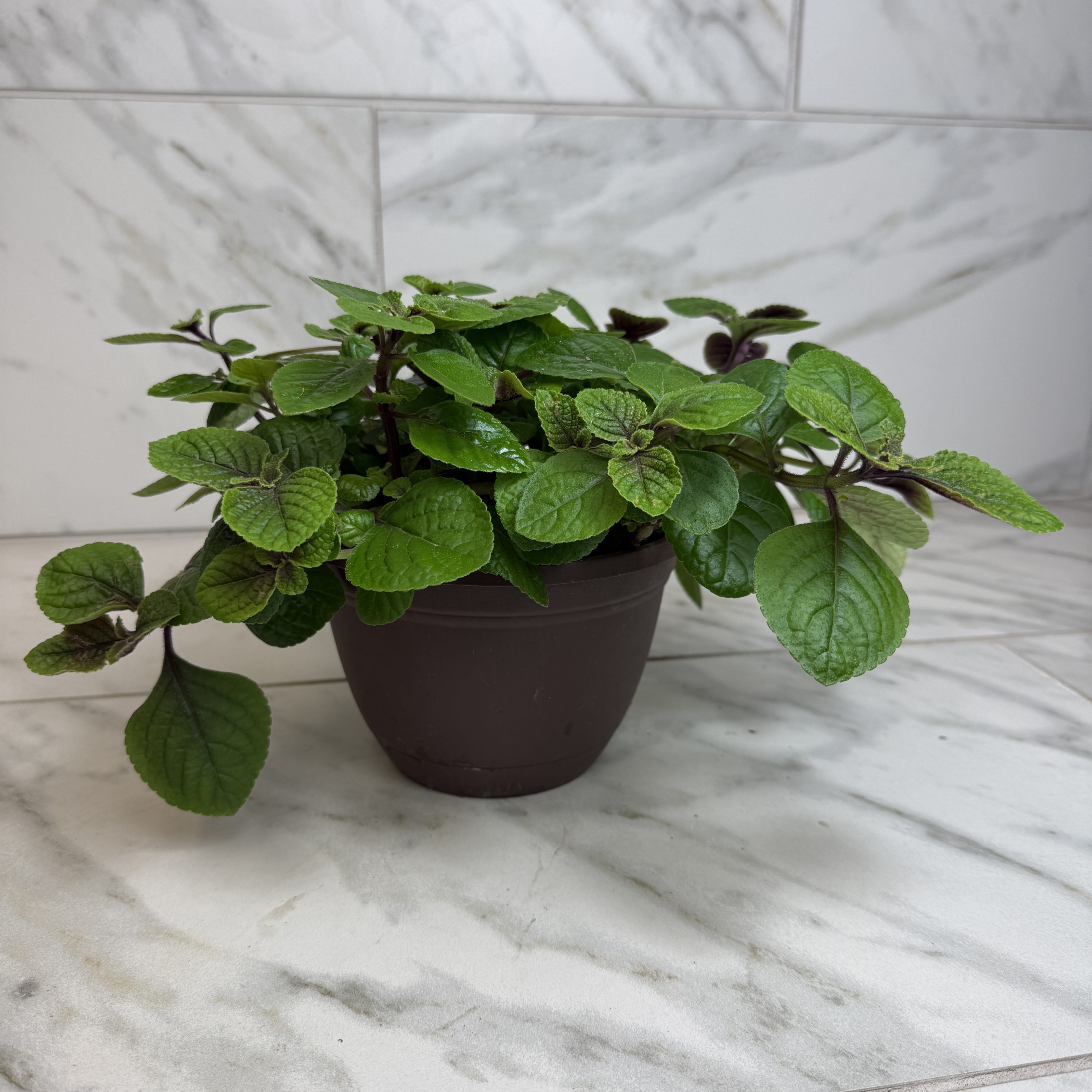 purple house plants Plectranthus Swedish Purple, 6" Plant — The Plant Farm®