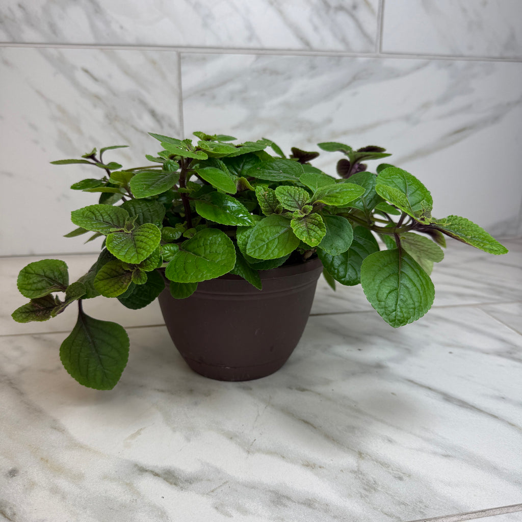 plant pot purple Plectranthus Swedish Purple, 6