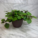 The Plant Farm® Houseplants Plectranthus Swedish Ivy Purple, 6" Plant