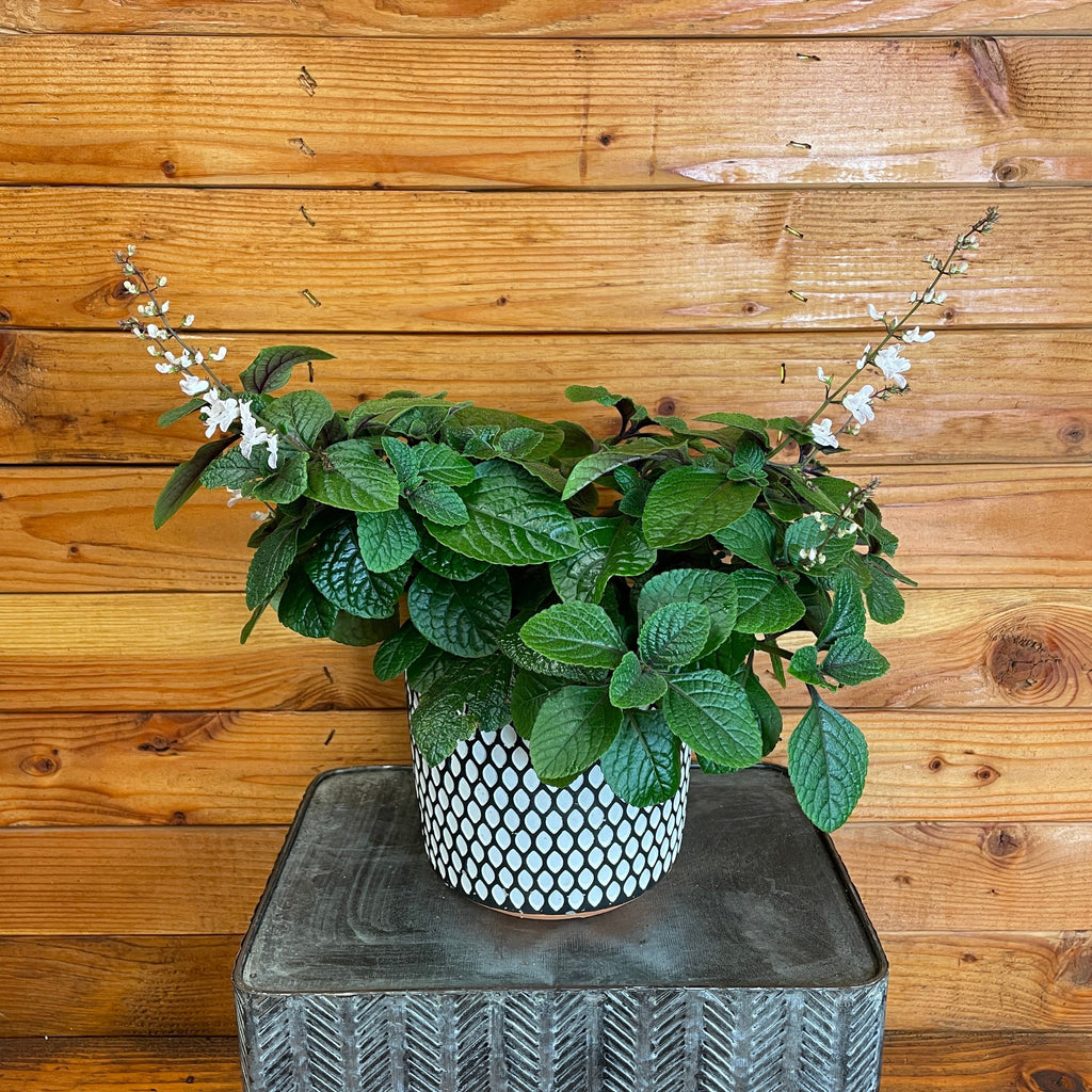 swedish plant pots Live Indoor Trailing Plant Very Healthy Swedish Ivy In A Selection Of Pots. It's A Very Versatile Plant That Will Survive Indoors Or Outdoors. 3 Available @$12 Ea . Pick Up WITHCOTT