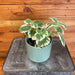 The Plant Farm® Houseplants Plectranthus Variegated, 4" Plant