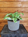 The Plant Farm® Houseplants Plectranthus Variegated, Cuttings x5