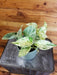 The Plant Farm® Houseplants Pothos Gift Set of 2! Pothos Golden and Pothos Marble, 4" Plant